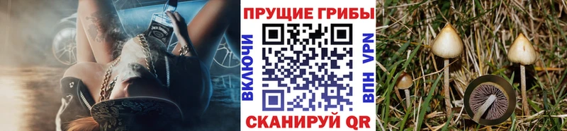 даркнет Telegram  OMG зеркало  Псилоцибиновые грибы мицелий  Качканар  купить закладку 